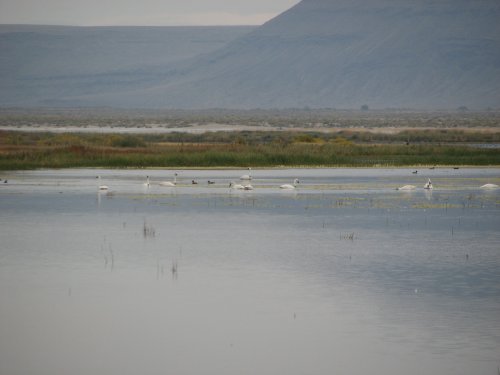 Trumpeteer Swans